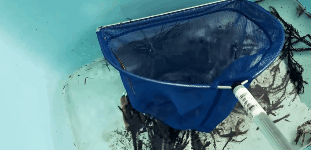 トカゲを救出（＠itadori-houseさんより提供）