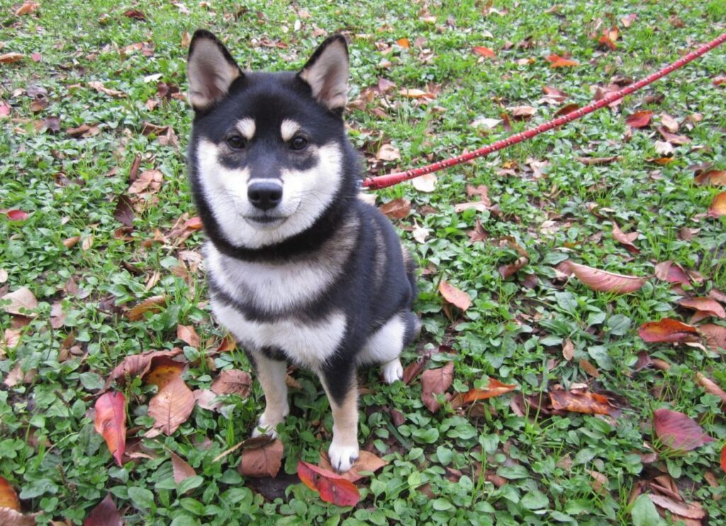 子犬の頃②（＠yachiyachi11さんより提供）