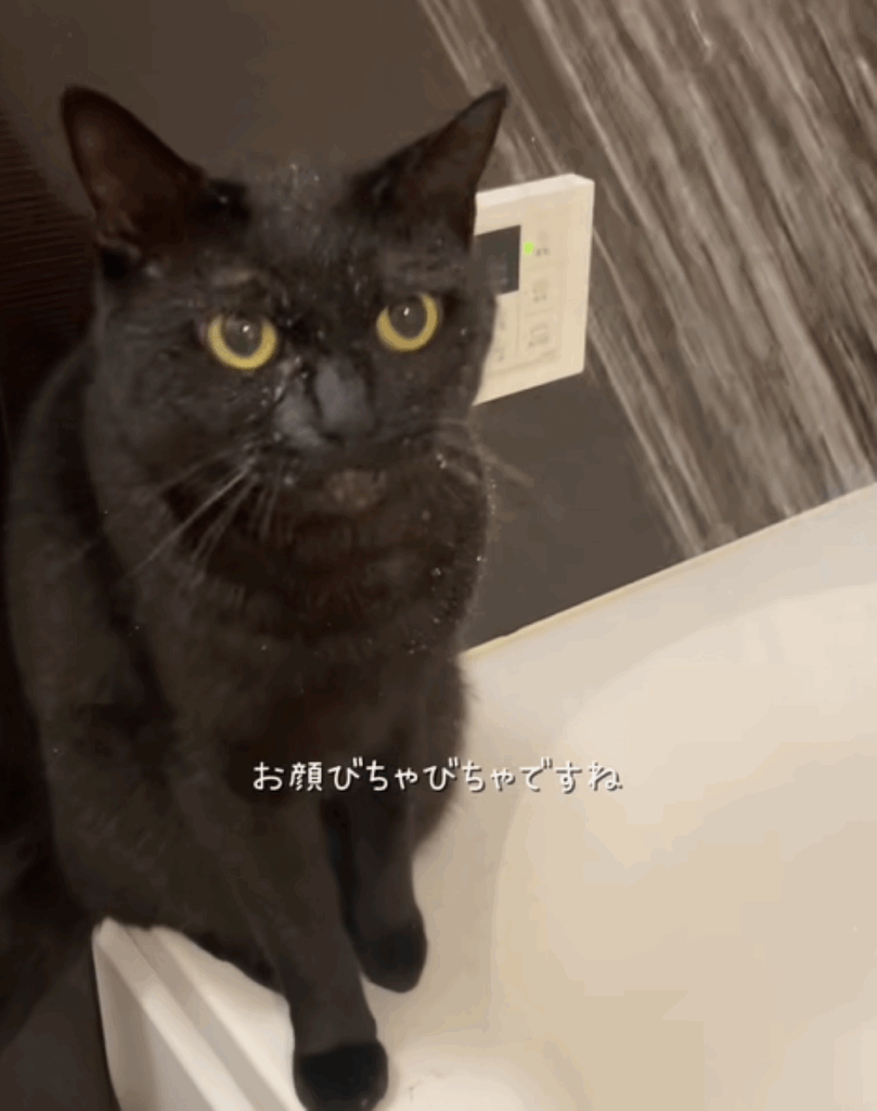 顔が濡れても平気な様子（＠neko222hikiさんより提供）