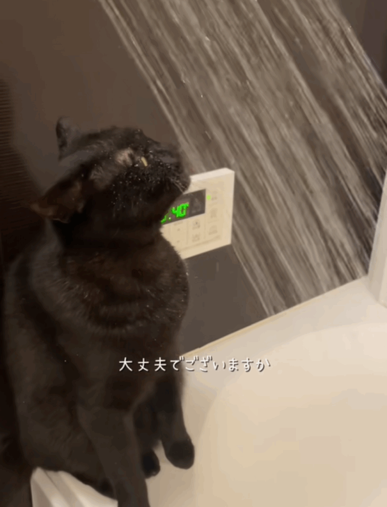 シャワーのお湯を飲む妹の猫ちゃん②（＠neko222hikiさんより提供）