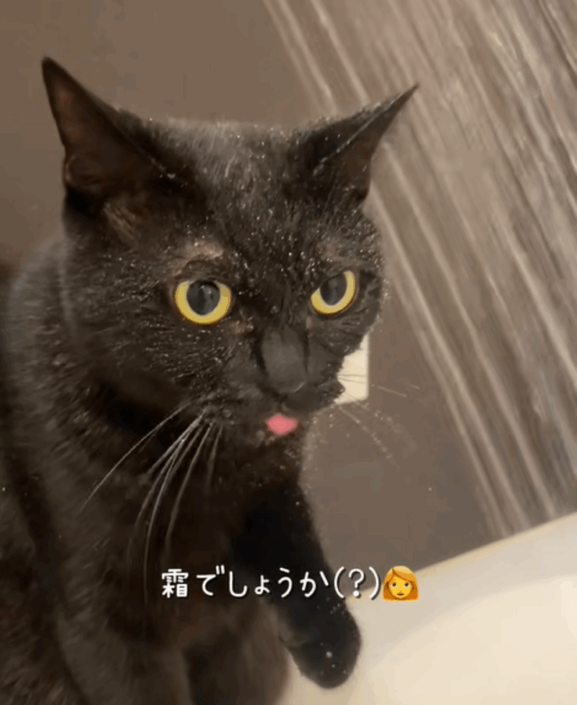 顔が濡れた妹の猫ちゃん（＠neko222hikiさんより提供）