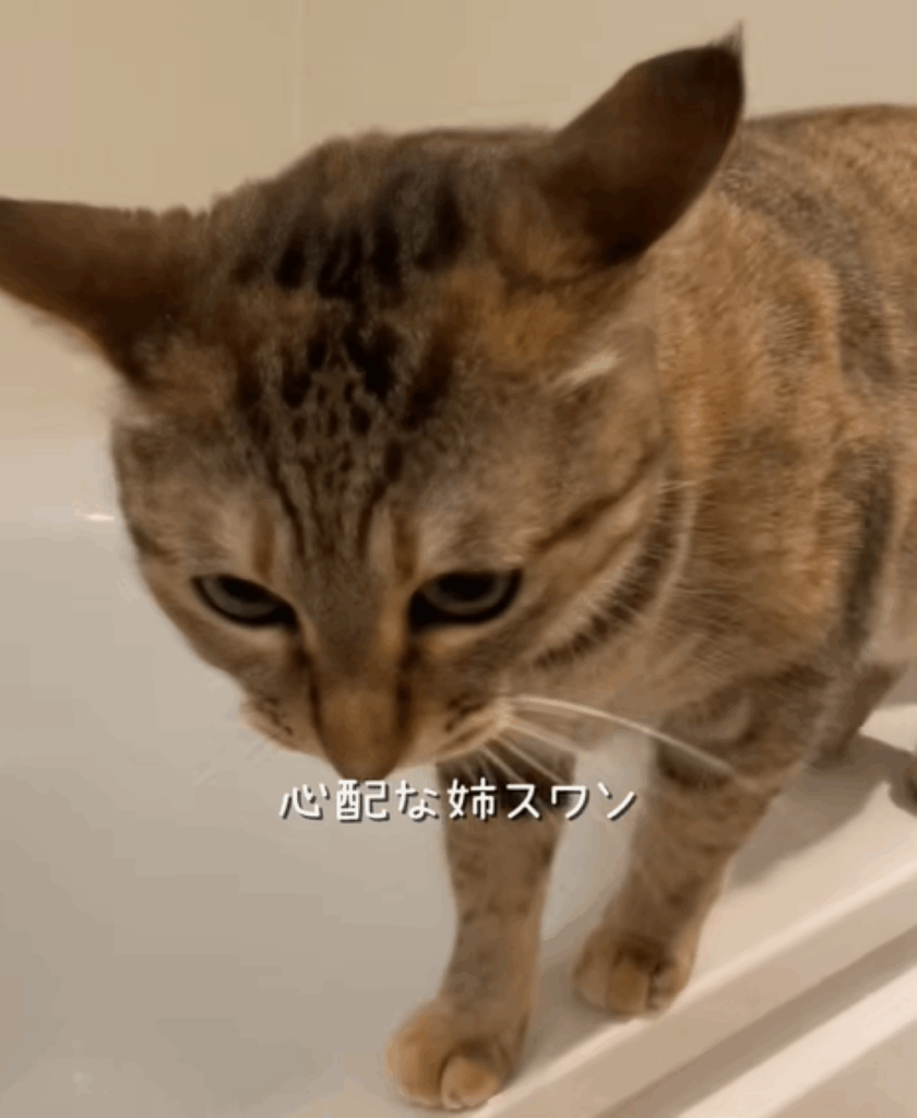 【実際の写真5枚】　投稿者さんが見た光景