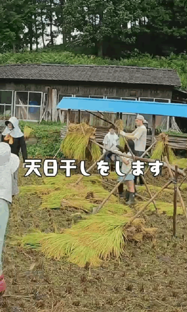 田んぼでの共同作業に感動（@jannipponさんより提供）
