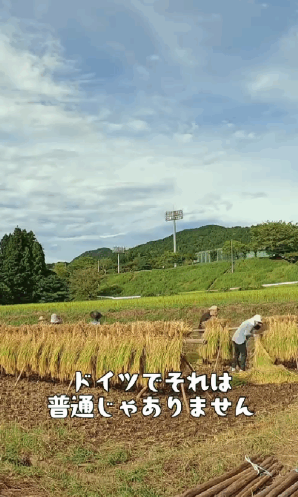 手作業で行う天日干し（@jannipponさんより提供）
