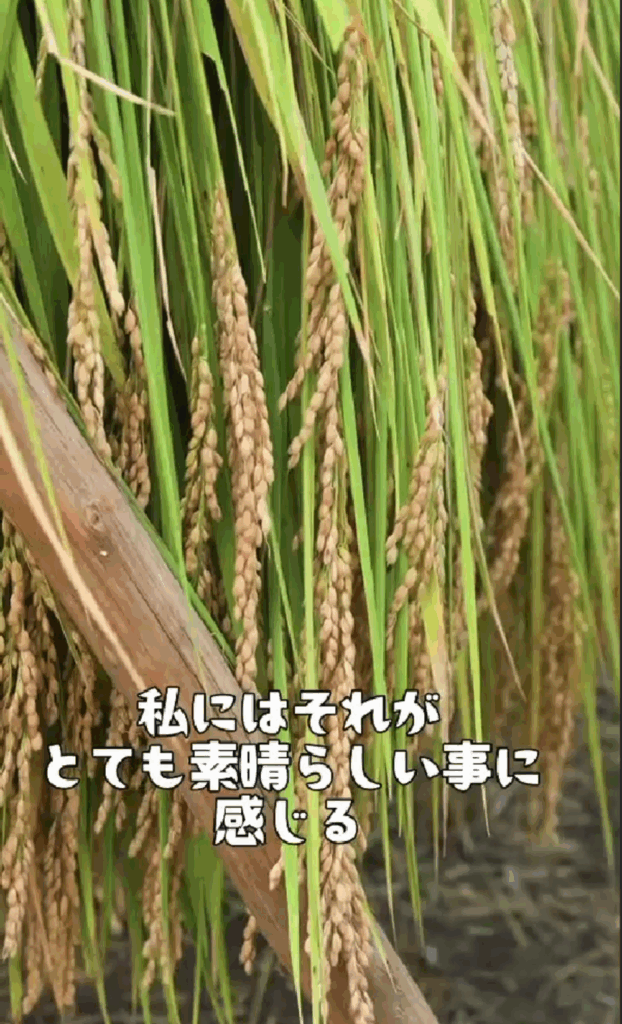 【実際の写真6枚】　日本で見た光景