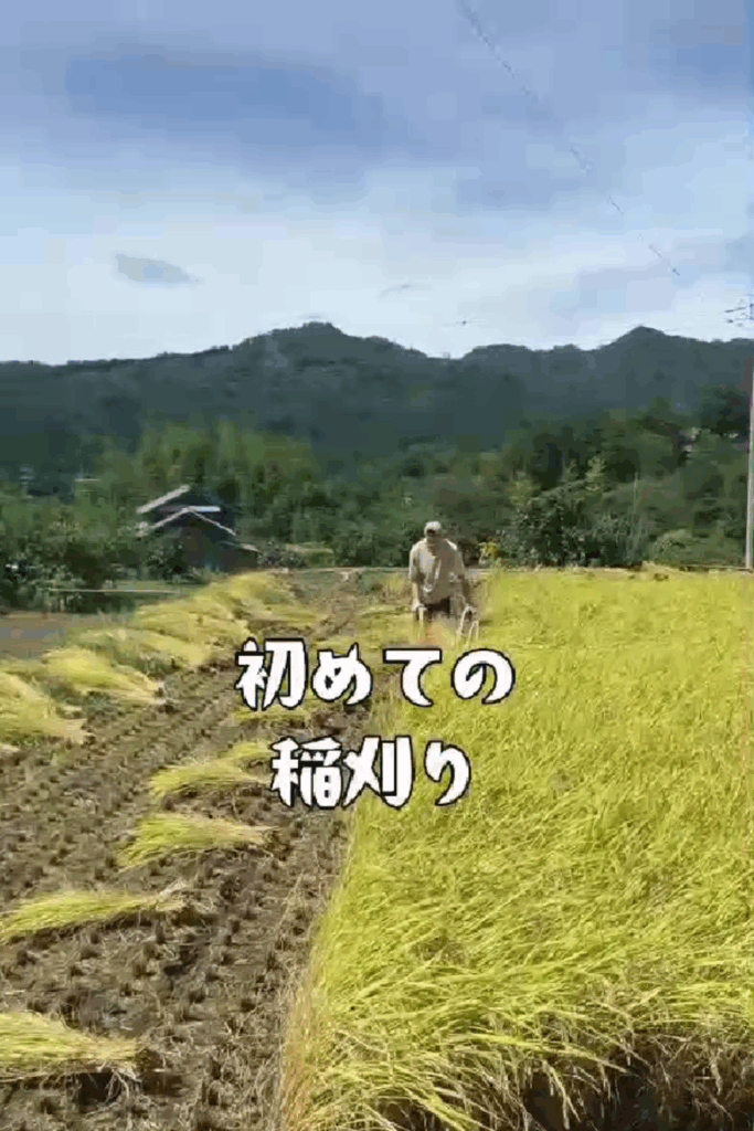 奥さんの実家で稲刈りを体験（@jannipponさんより提供）
