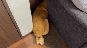 飼い主「お出かけしよう」→警戒した様子で全く動かない柴犬。　その後、まさかの事態に…「危機管理能力すごい」「恐るべし」「中に人が入ってます？！」