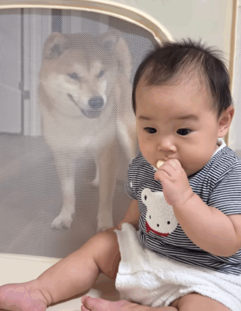 おせんべいを味わっていると…（@shibainu_amemaruさんより提供）