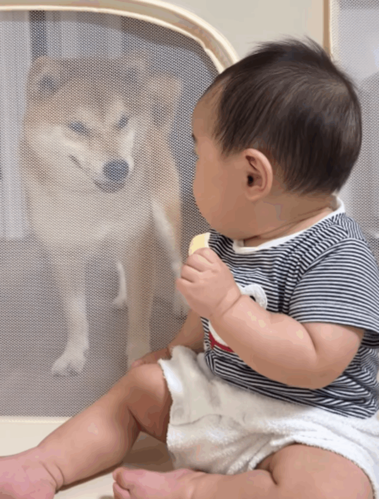 後ろにはあめまるくんが…（@shibainu_amemaruさんより提供）