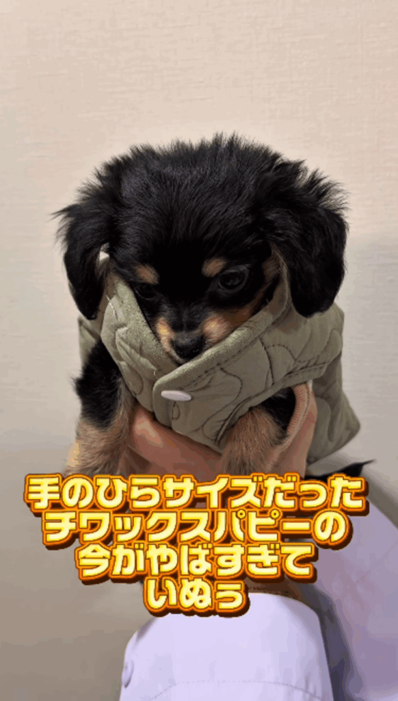 お迎え当時は手のひらサイズだったいなりちゃん（@inari_92124さんより提供）