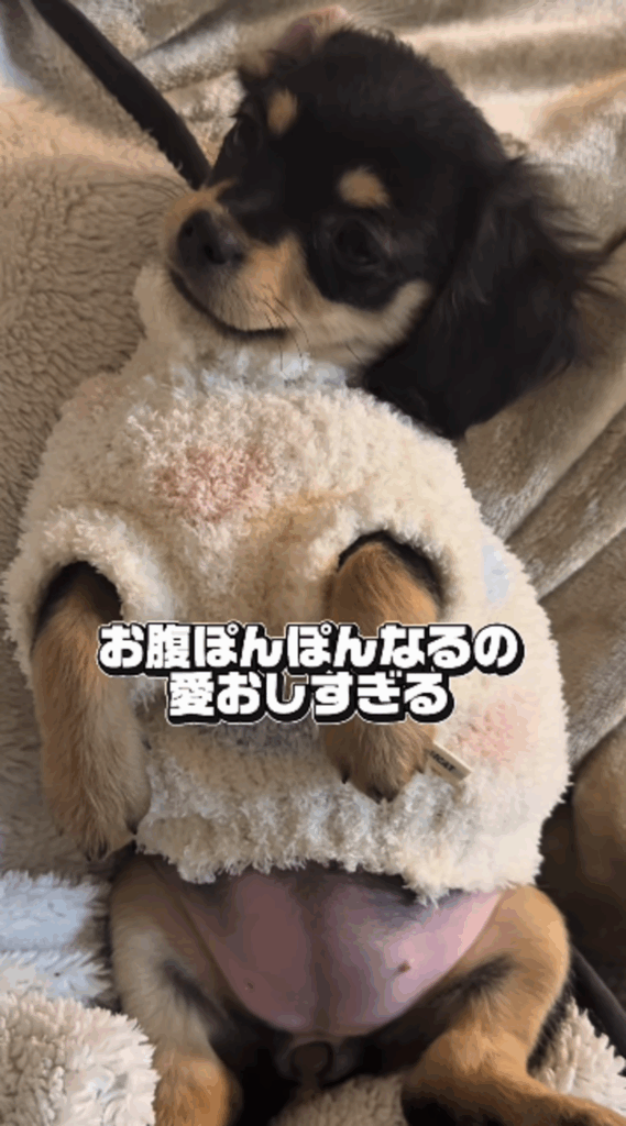 ご飯を食べたあとのおなか（@inari_92124さんより提供）