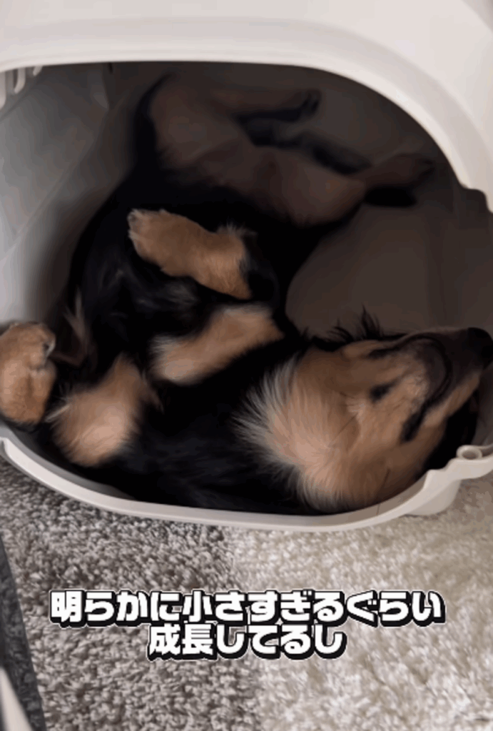 ここまで大きくなりました（@inari_92124さんより提供）