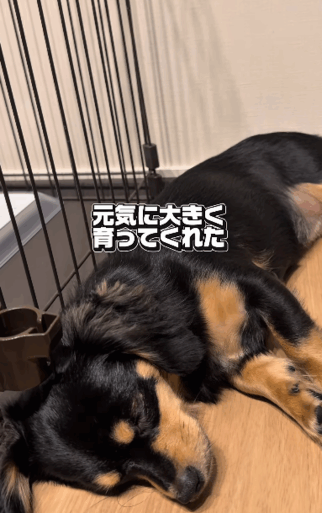 これからもすくすくと（@inari_92124さんより提供）