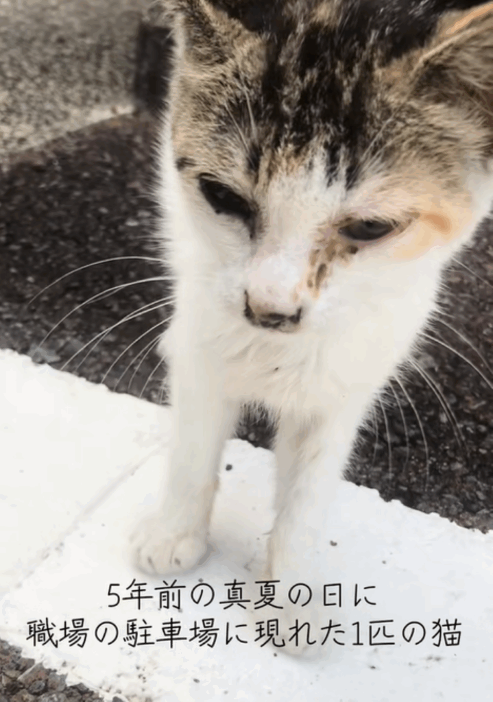 保護当時のデイジーちゃん①（＠mimo.roroさんより提供）