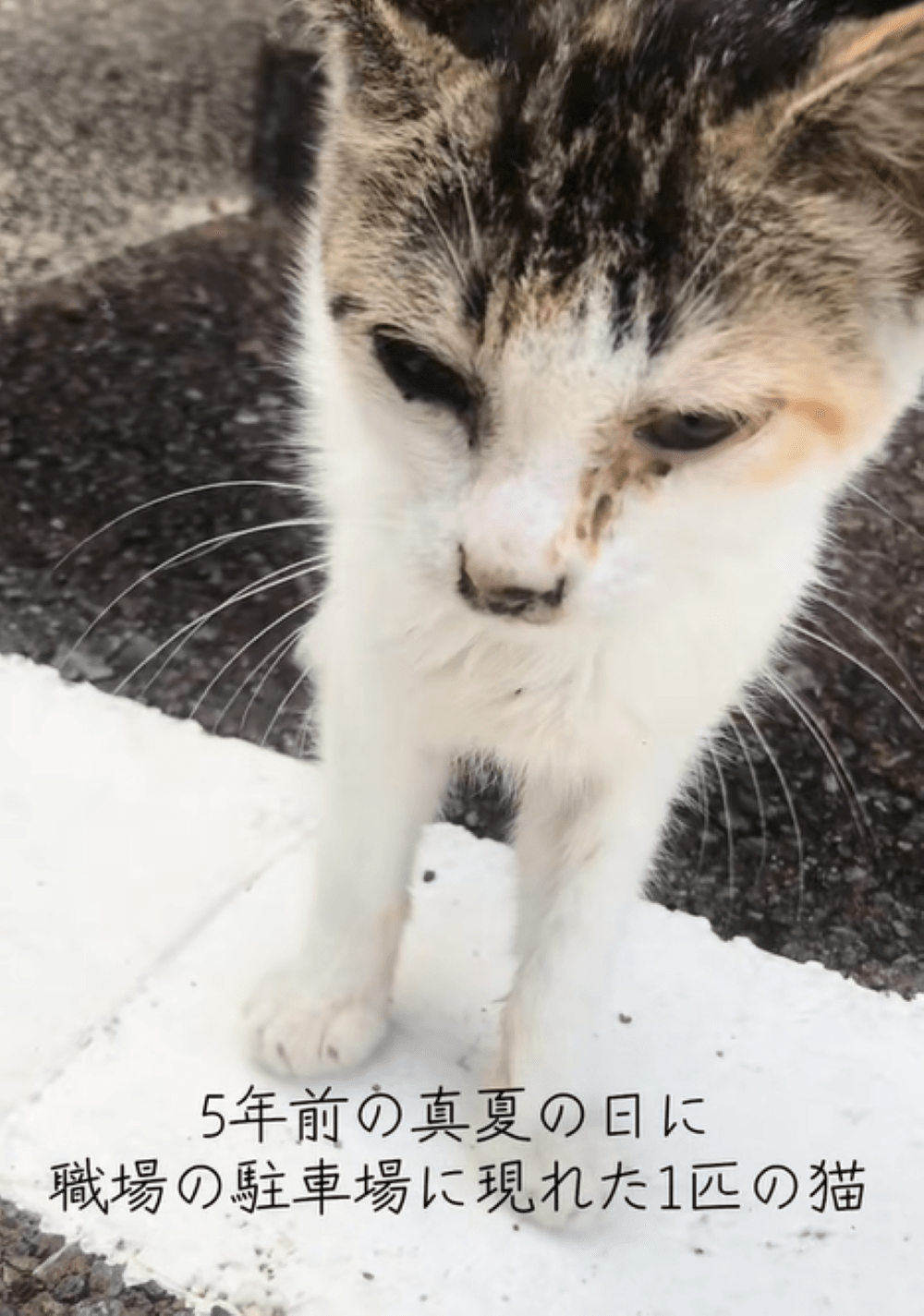2020年に真夏の駐車場に現れたガリガリの子猫　→５年後の姿に「涙が溢れちゃう」