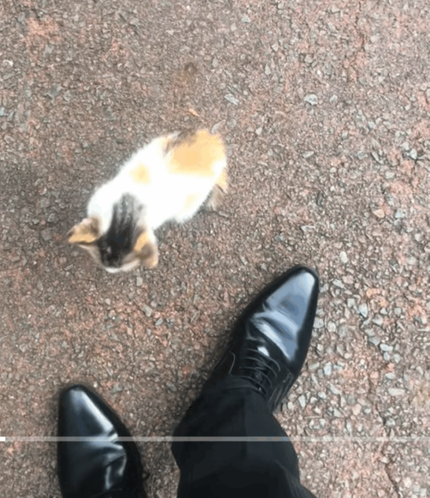 保護当時のデイジーちゃん②（＠mimo.roroさんより提供）