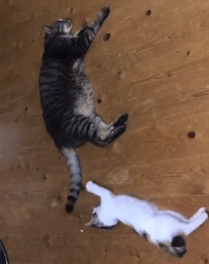 お迎え後のデイジーちゃん②（＠mimo.roroさんより提供）