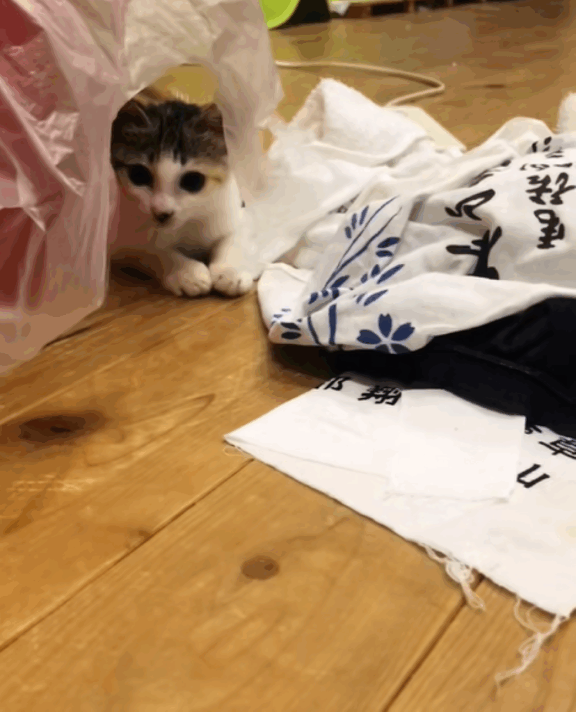 お迎え後のデイジーちゃん①（＠mimo.roroさんより提供）