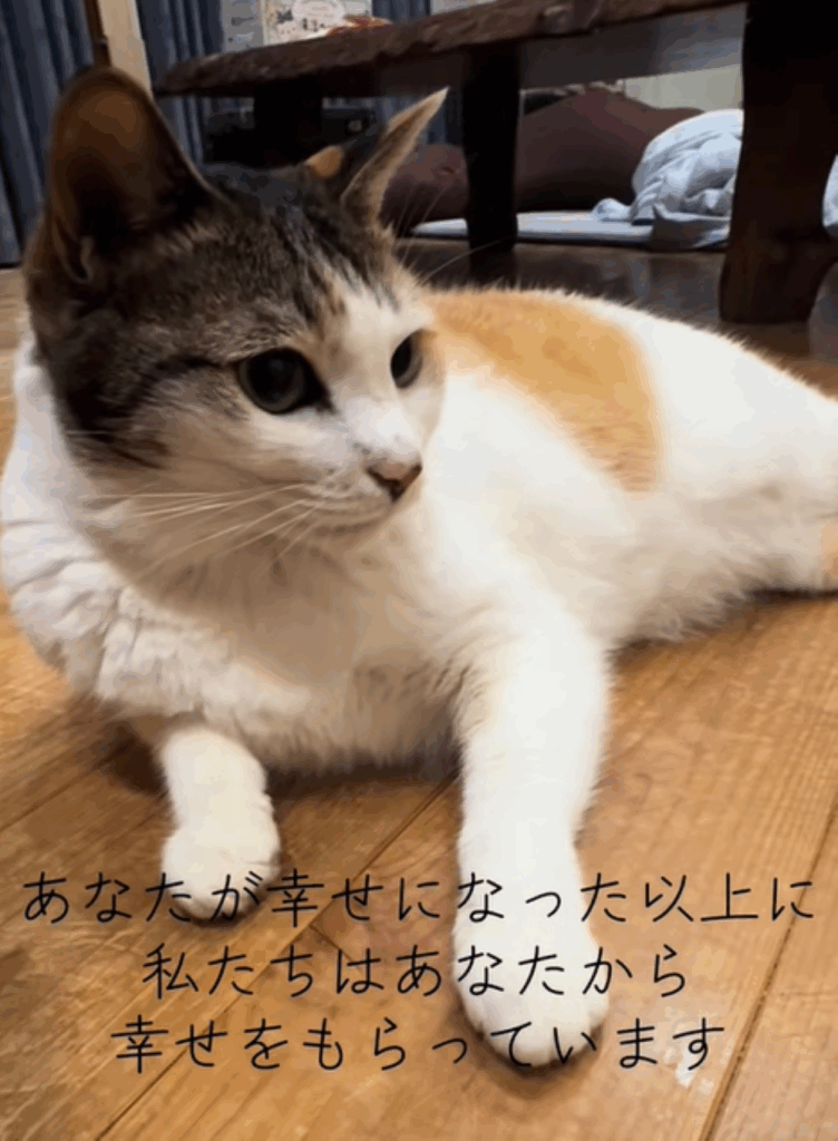 現在のデイジーちゃん（＠mimo.roroさんより提供）