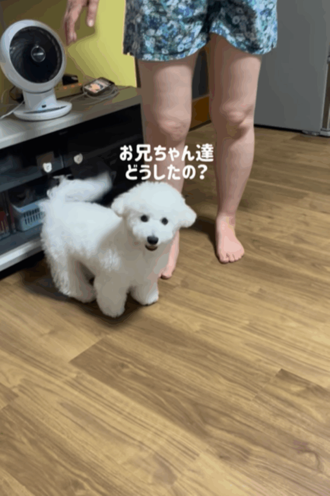 喧嘩が気になる（＠maru.maru.maru.218さんより提供）