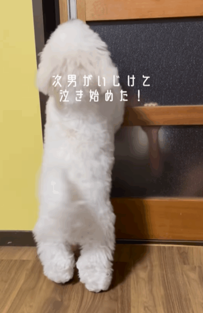 【実際の写真】感動的な愛犬の行動