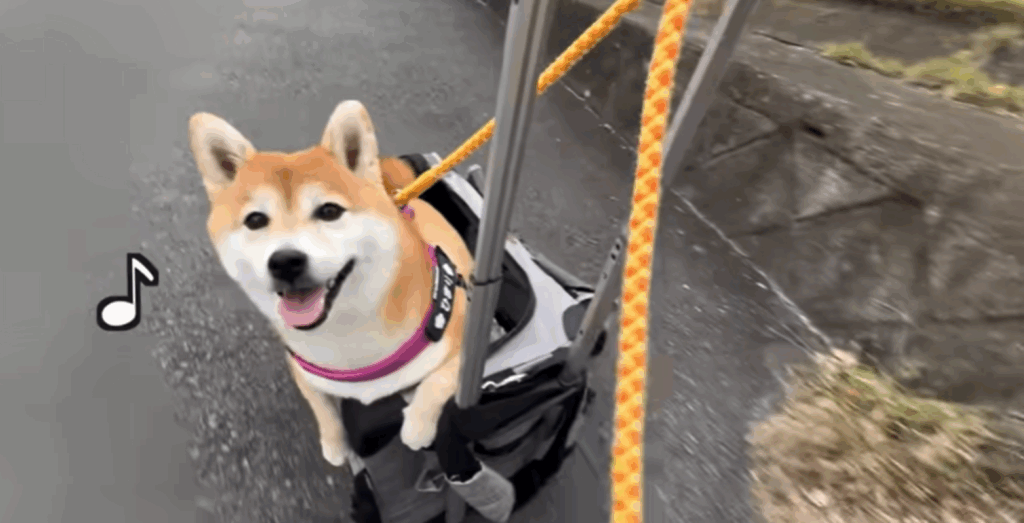 実家帰省の様子（＠himari_yukichiさんより提供）