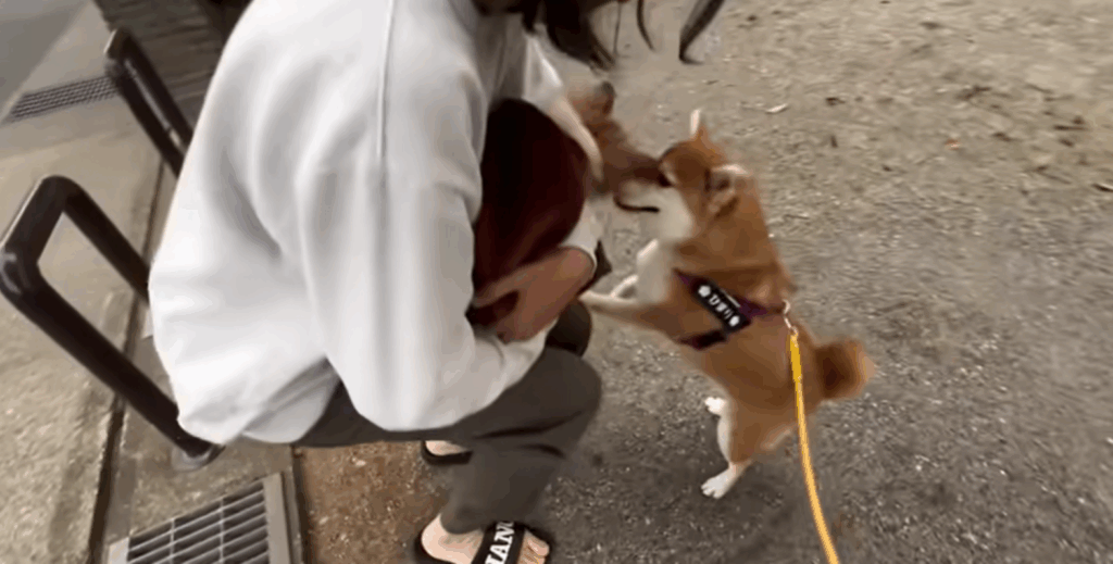 マロンちゃんと対面（＠himari_yukichiさんより提供）