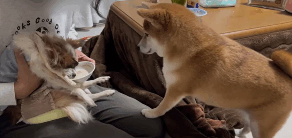 マロンちゃんの様子を見るひまりちゃん（＠himari_yukichiさんより提供）