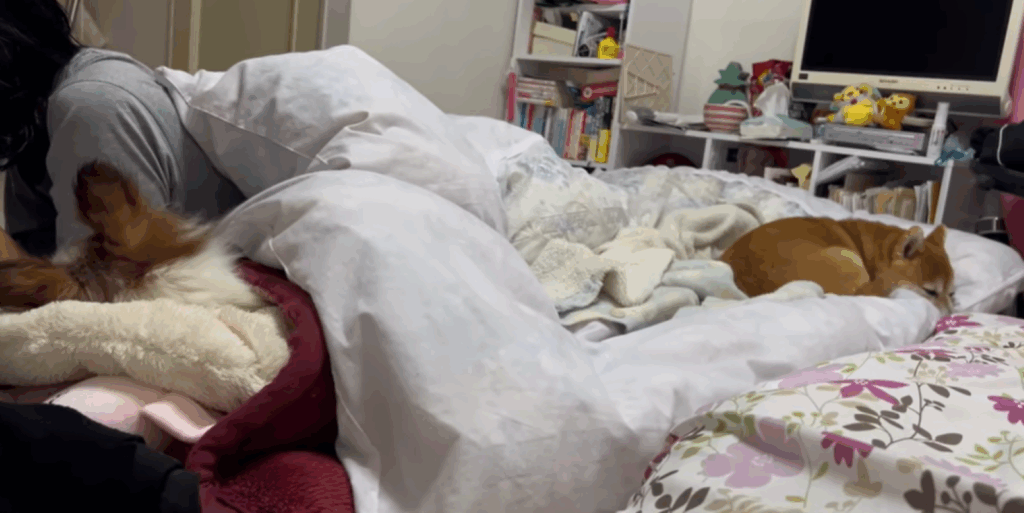 愛犬に囲まれるお母さん（＠himari_yukichiさんより提供）