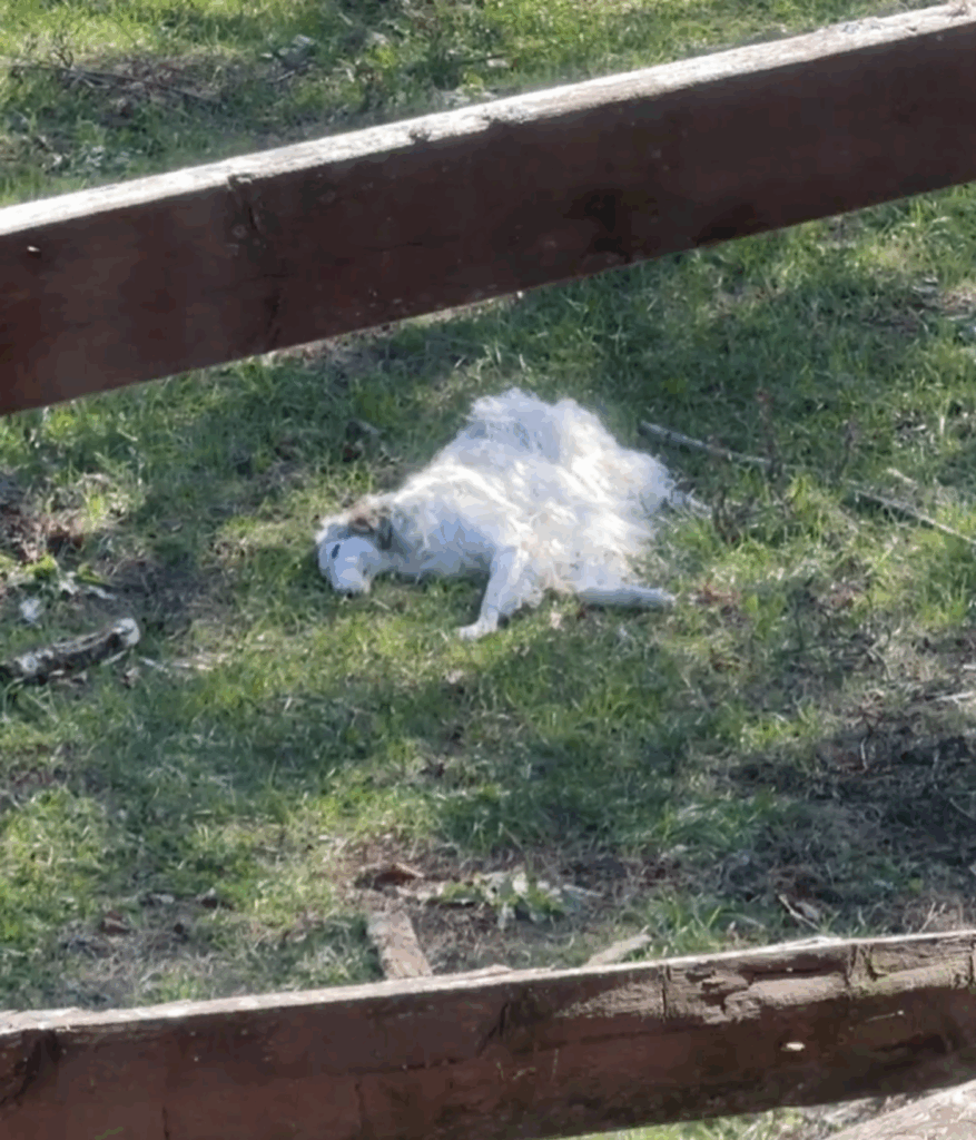 気持ちよさそうに寝ているラフィキくん（@ton_dog_beagleさんより提供）