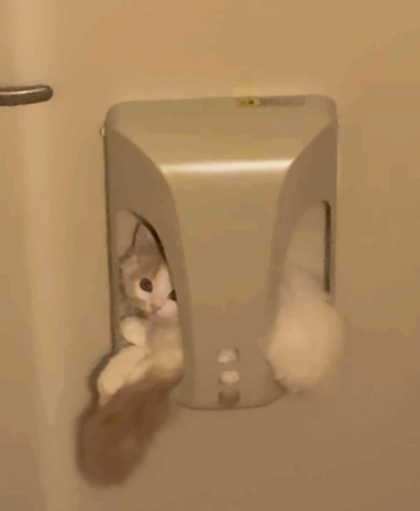 まさにジャストフィット（@mirin_tsunaさんより提供）