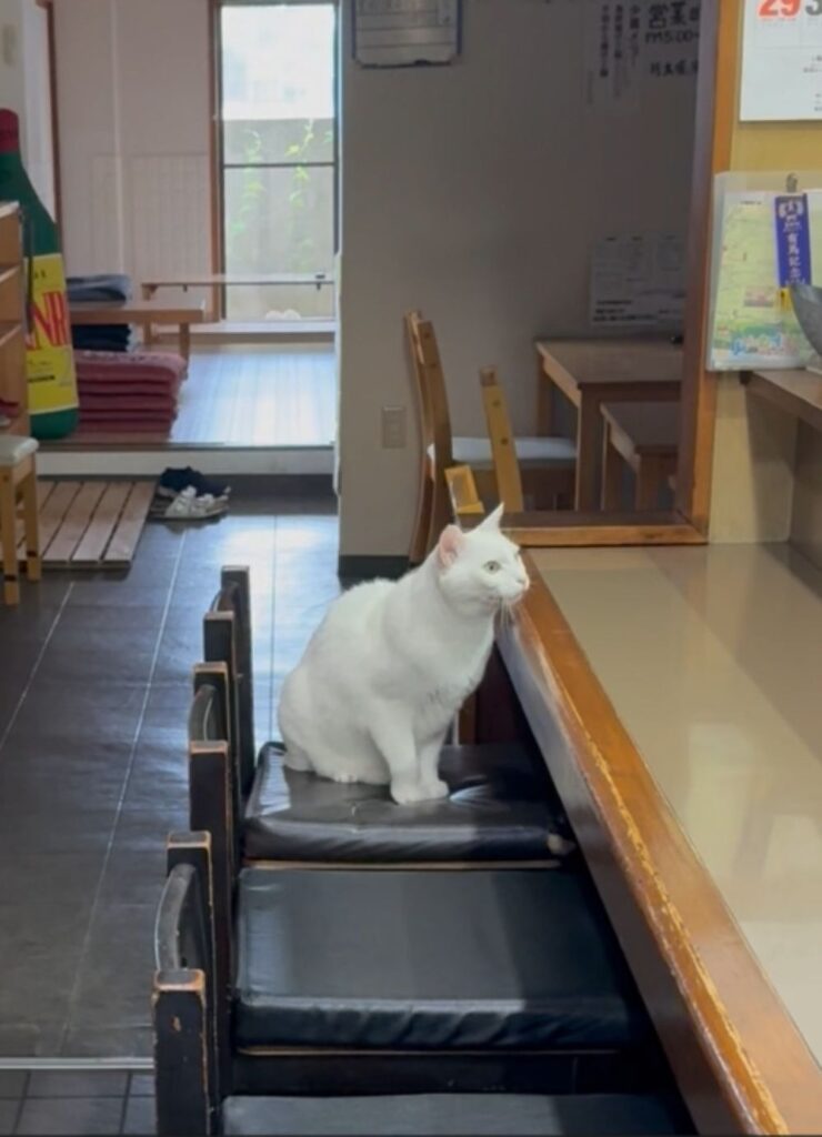 普段のシロくん③（＠mayumi196300さんより提供）