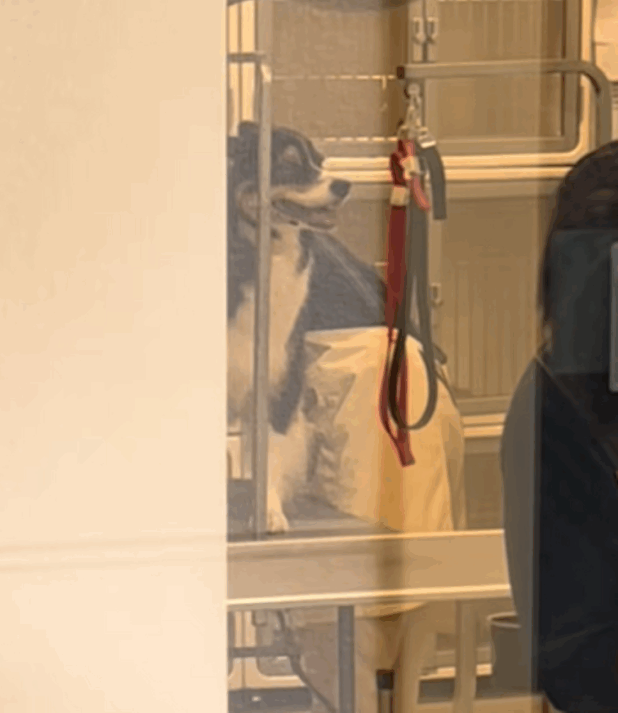 トリミング中のレアちゃん（＠lleeaa_0327さんより提供）