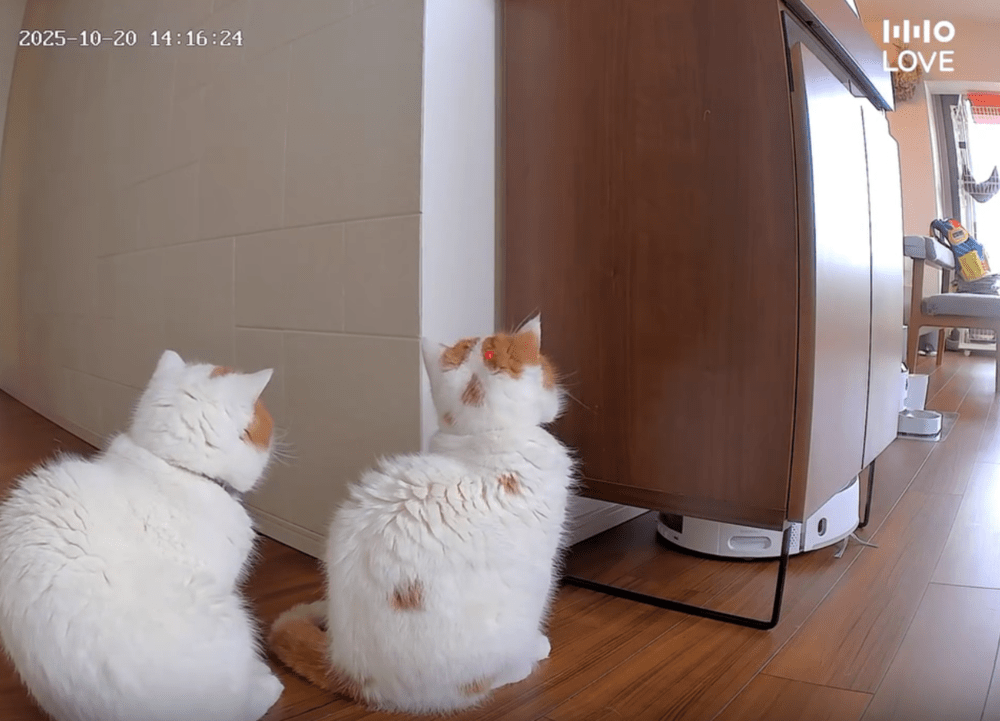 お掃除ロボを見守る猫ちゃんたち②（@ekizonokinakoさんより提供）