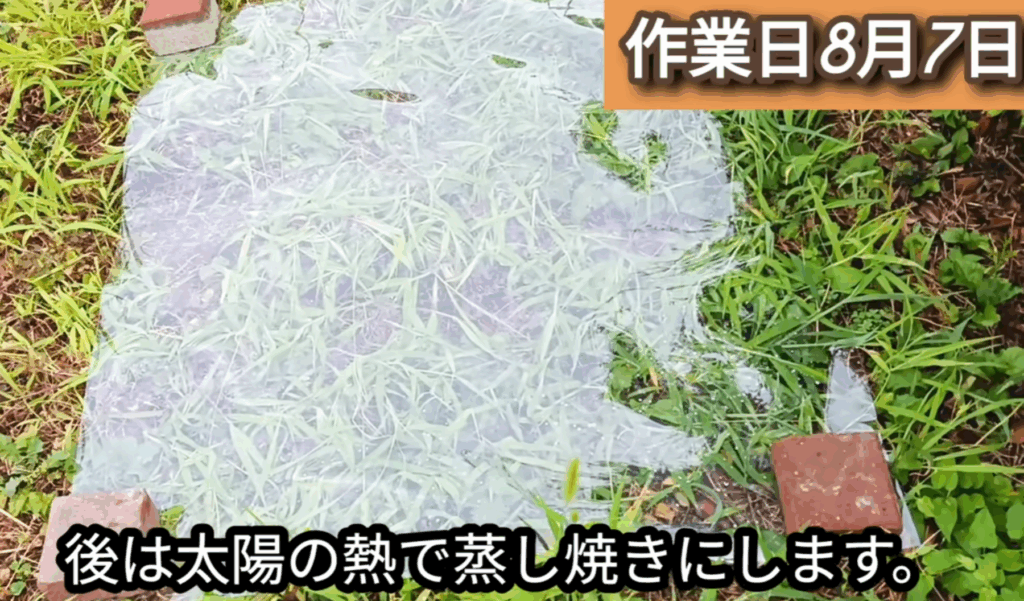 【実際の写真】1ヶ月後の光景