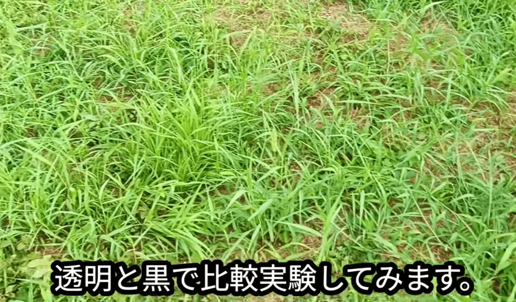 雑草ボーボーの庭。ビニールを使って対策した結果…1ヶ月後の光景に「助かりました」「目からウロコ」「効果出てびっくり」