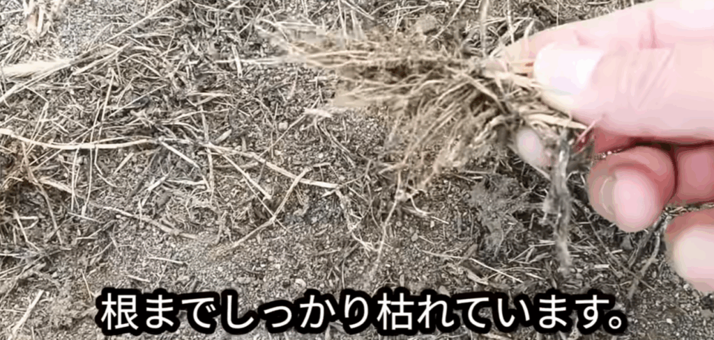 しっかりと枯れています（@diy48さんより提供）