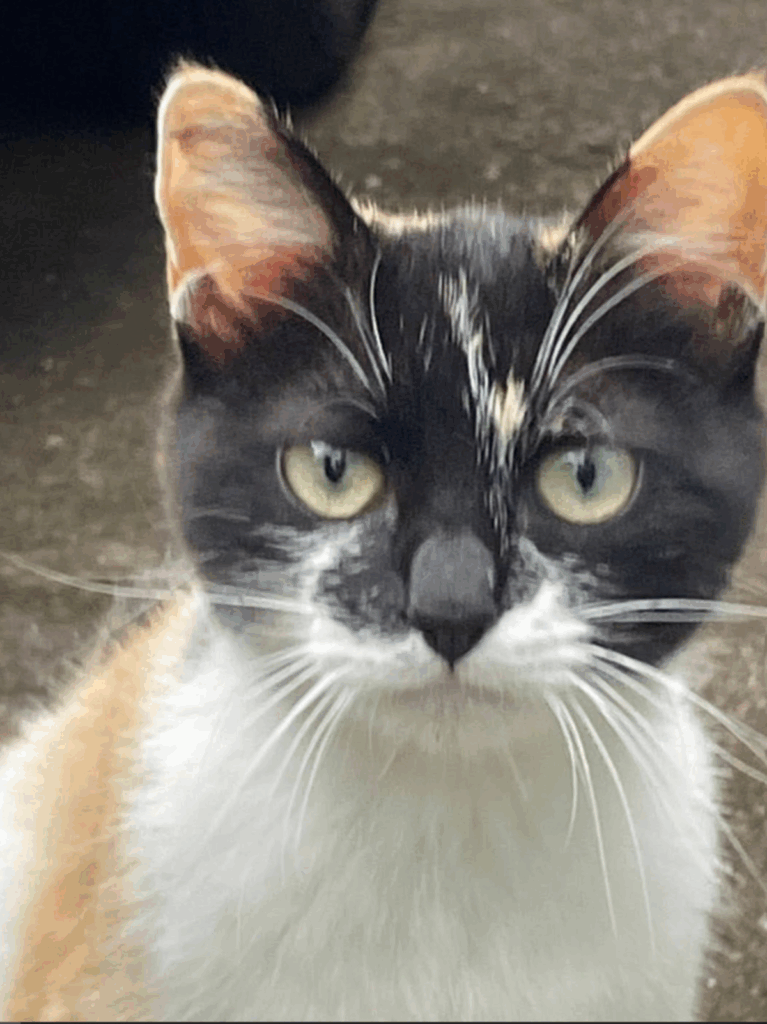 野良猫だったときの雷十太ちゃん（@asjSvnCZl18wKXMさんより提供）