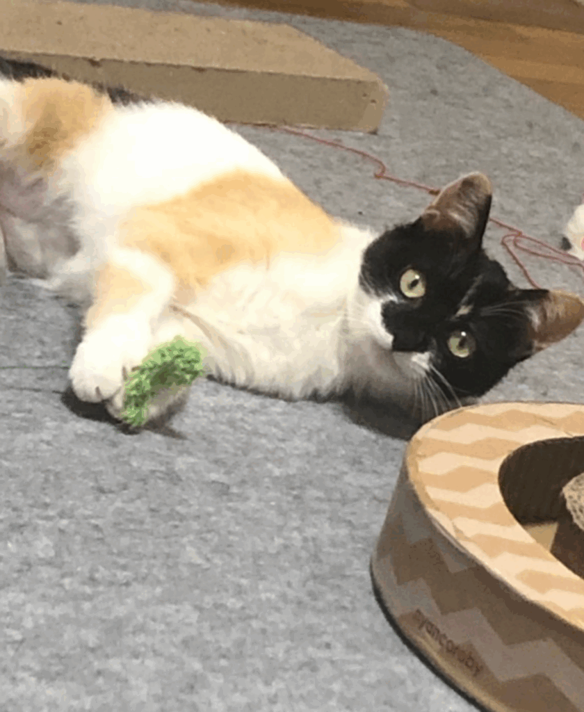 【実際の写真】猫ってこんな感じ？