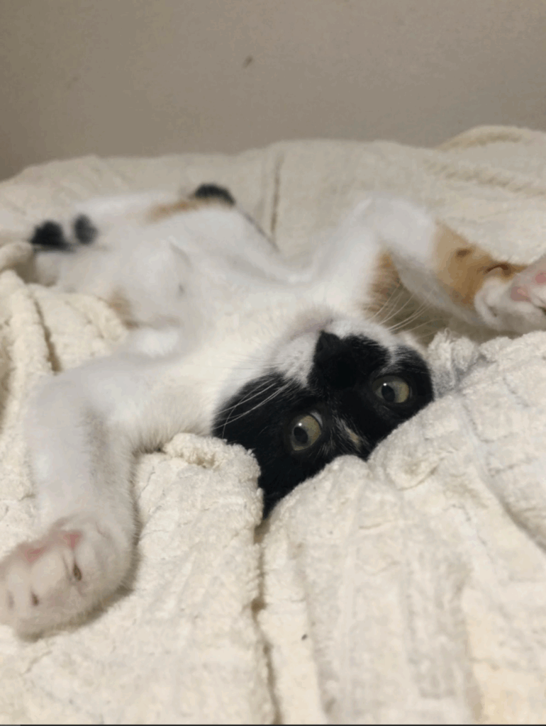 子猫時代の雷十太ちゃん（@asjSvnCZl18wKXMさんより提供）