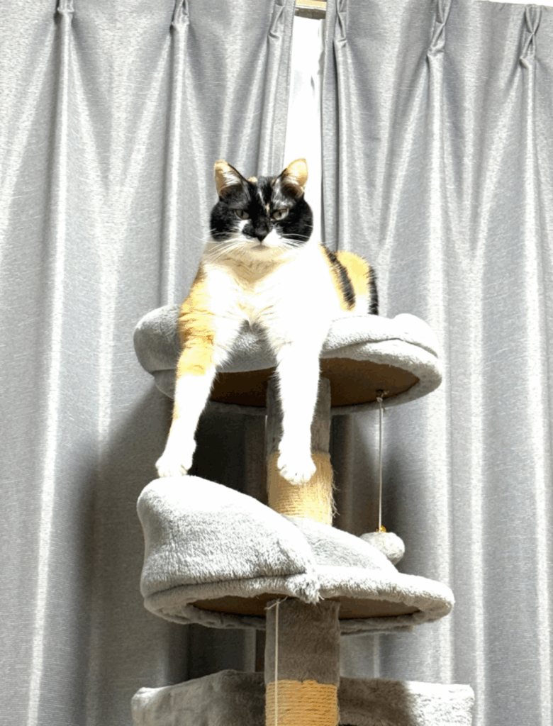 お気に入りの恰好（@asjSvnCZl18wKXMさんより提供）