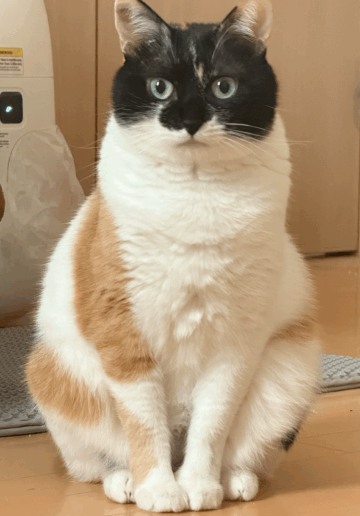 キリッとしたお顔（@asjSvnCZl18wKXMさんより提供）