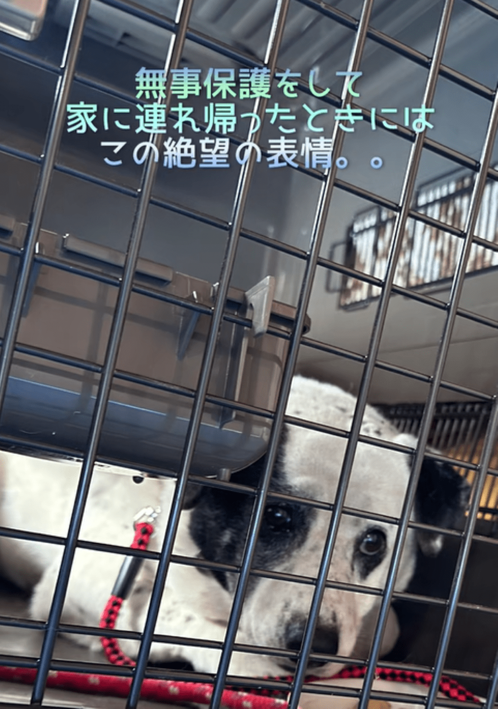 保護当時、恐怖に支配されていた1匹の野犬　→7年後の”現在の様子”に「簡単なことじゃない、素敵です」「残りの犬生楽しんでね」「尊敬しかない！ありがとう」