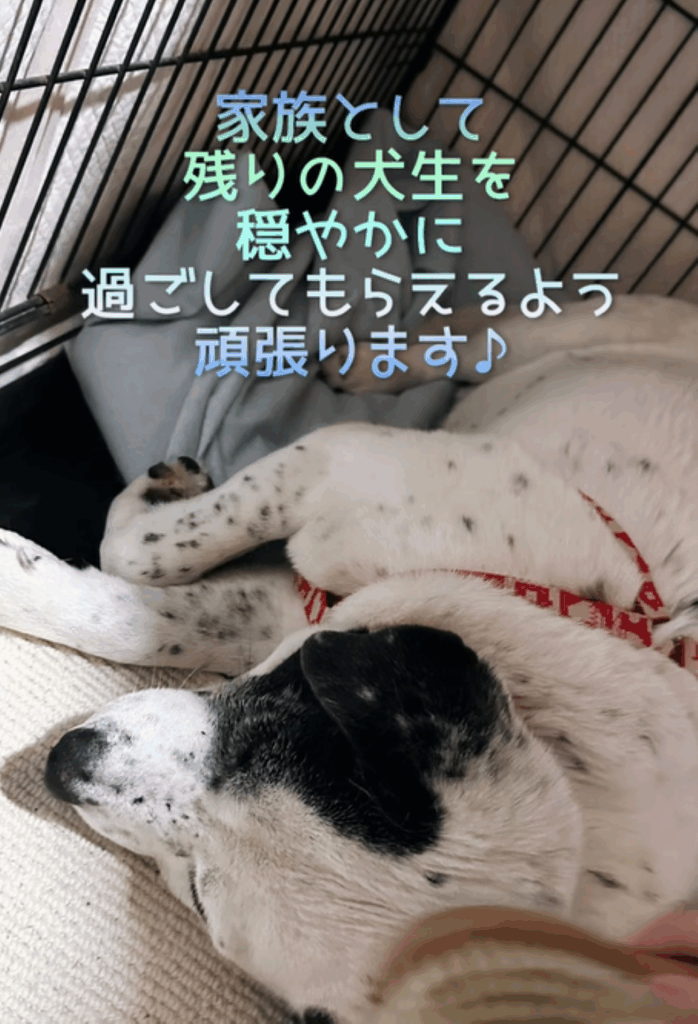 家族の一員に（＠donmama25さんより提供）