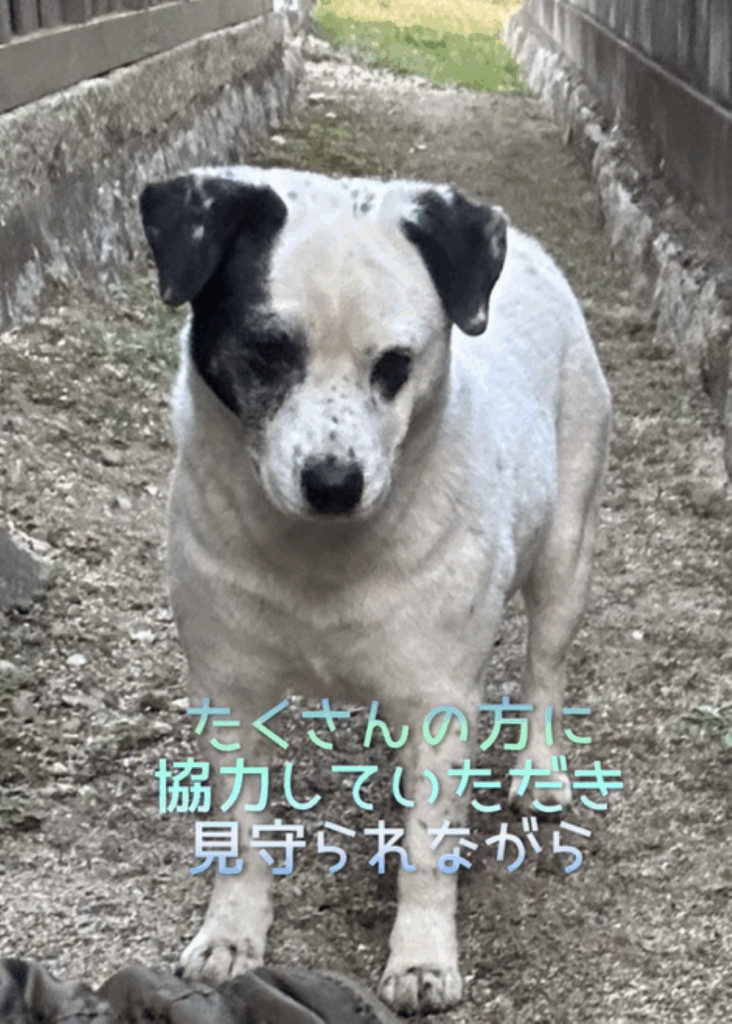 【実際の写真】7年後の姿