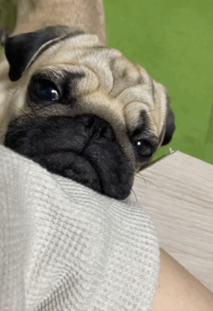 バツが悪そうな万咲くん（＠3mO1vmCNYtEPcWwさんより提供）