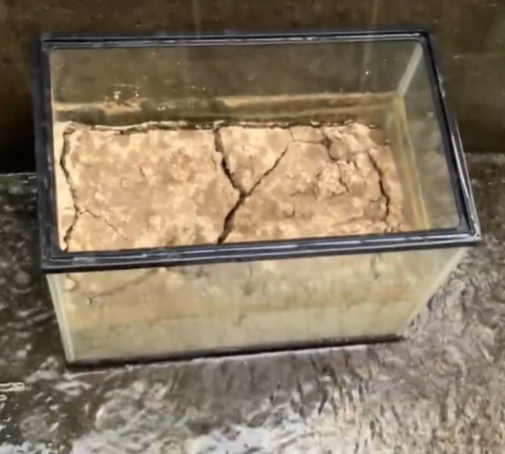 干からびていた土　しかし、雨水がしみこむと…突如現れた“生き物”に「えっ！？すごい」「初めて知りました！」「リアルすぎる…」