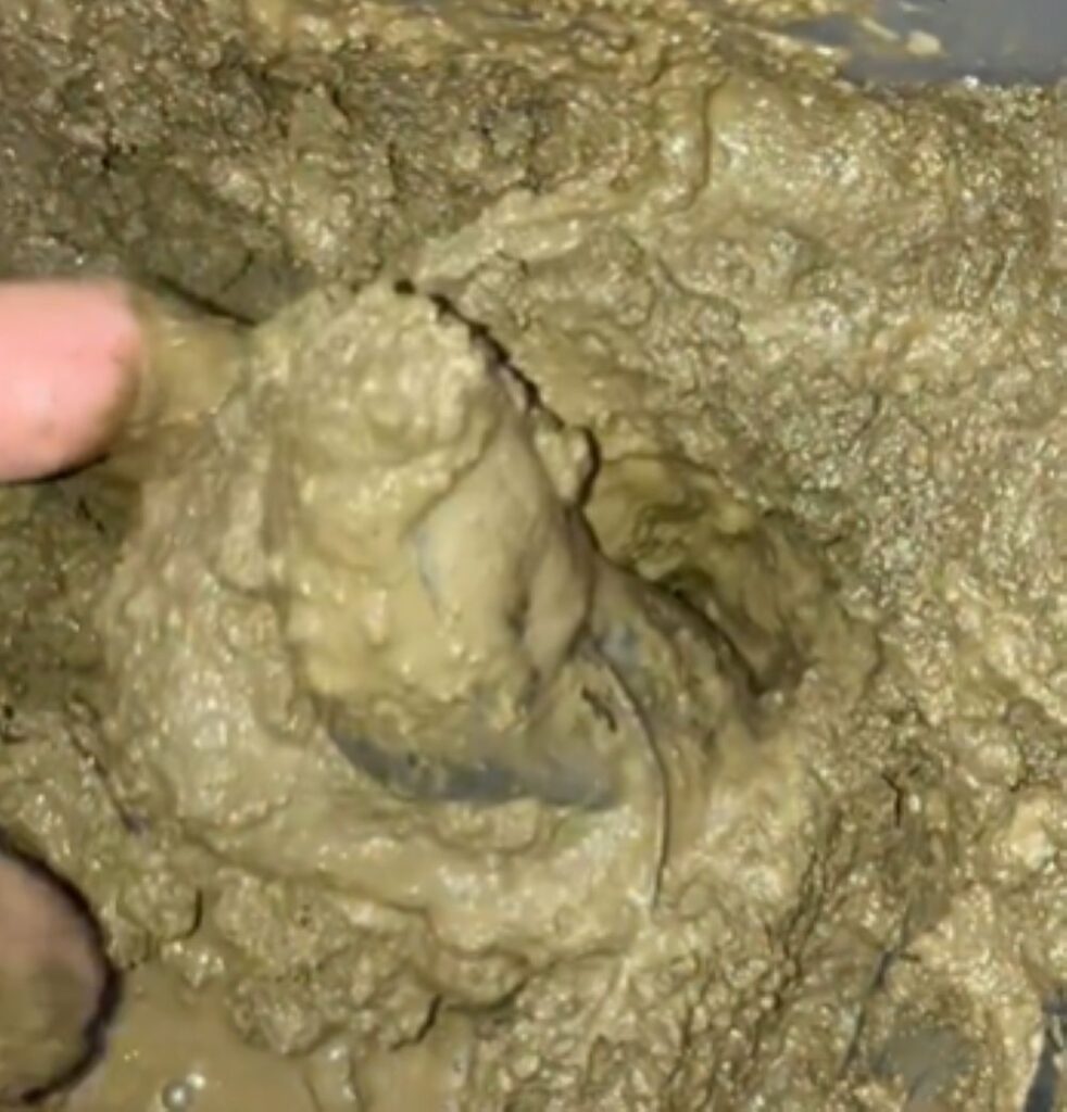 土の中から出てきたのは…（＠RosehipPeachTeaさんより提供）