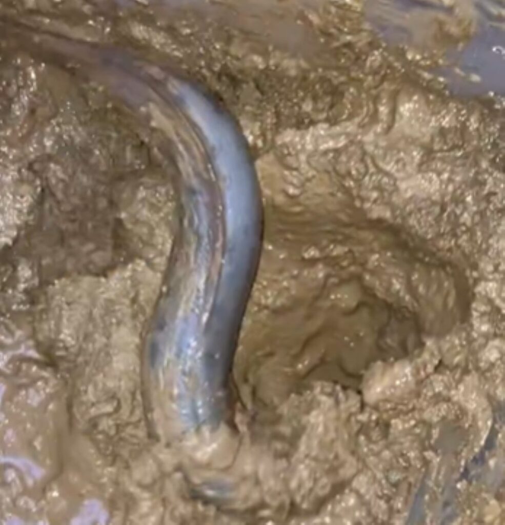 【実際の写真】　土から出てきたもの