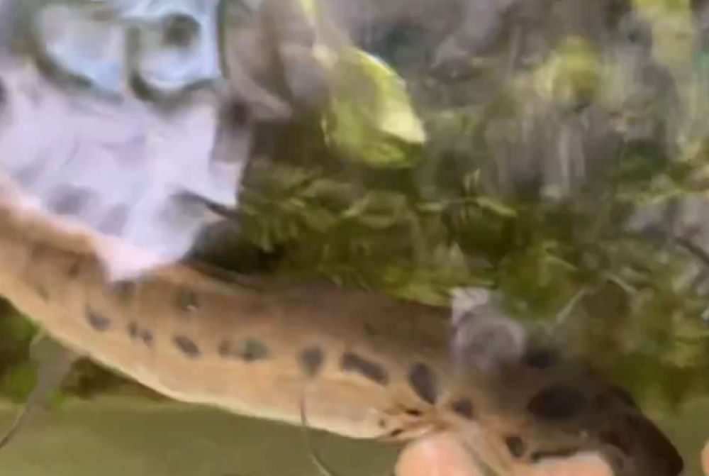 泳ぐ様子（＠RosehipPeachTeaさんより提供）